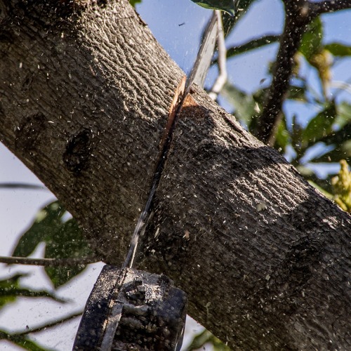 Obstbaum-Schnittkurs am 02.03.2025